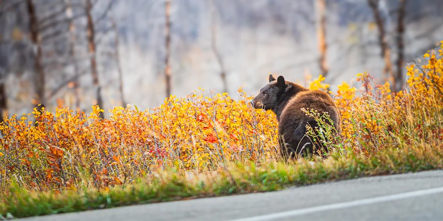 Bjørn står i budskadset langs vejen i Canada