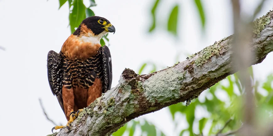 Falk sidder på en gren i Tikal Nationalpark i Guatemala