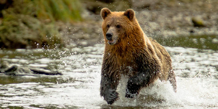Grizzlybjørn i en flod i British Colombia
