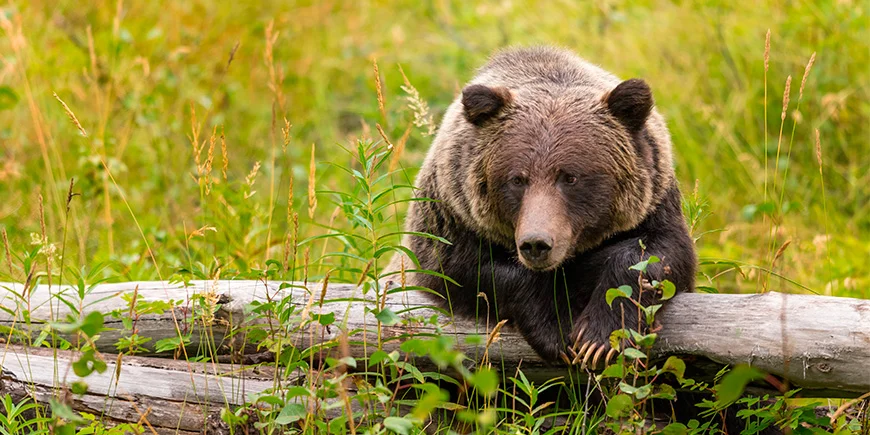 Grizzlybjørn i Banff Nationalpark i det vestlige Canada