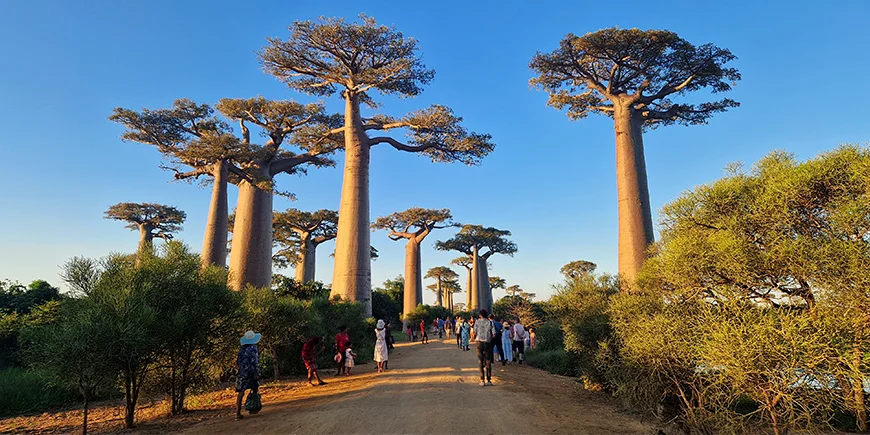 Baobab Alley i Madagaskar på en solrig dag