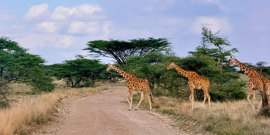 Giraffamilie krydser vejen i Samburu Nationalpark i Kenya