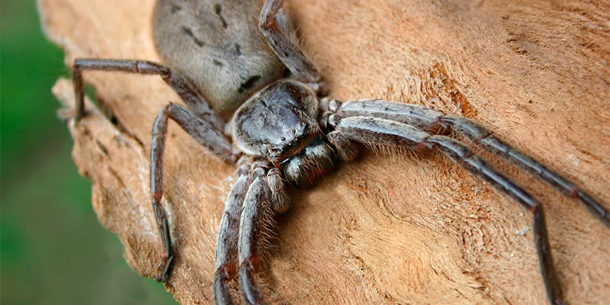 Close-up af en jægeredderkop (huntsman spider)