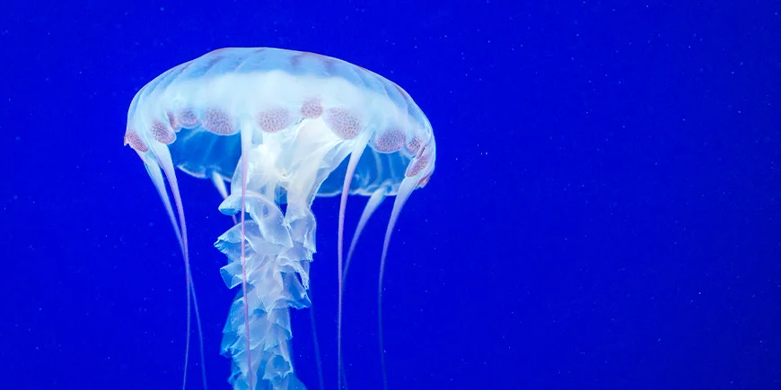 Box Jellyfish ved havet i Australien