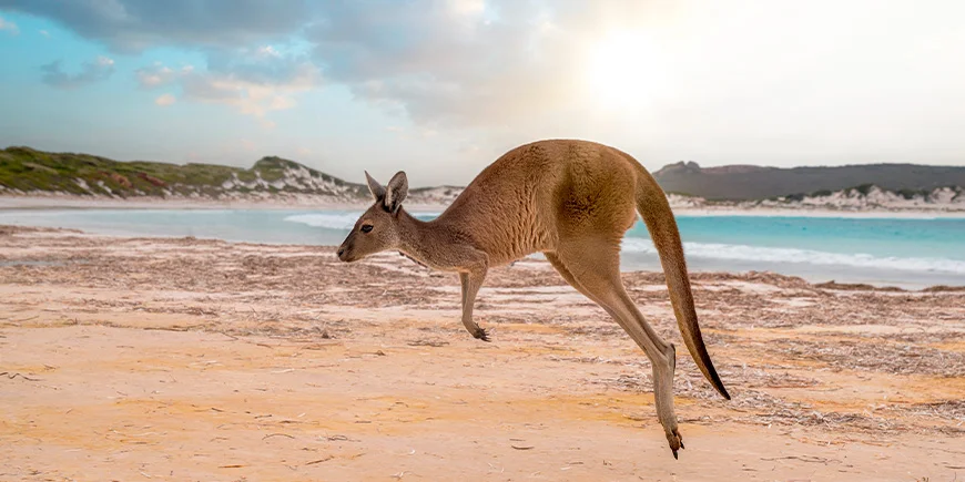 Hoppende kænguru på Kangaroo Island i Australien