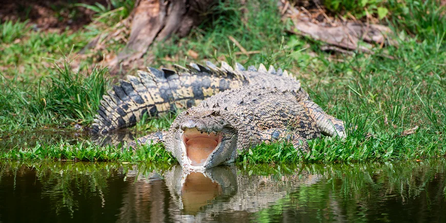 Saltvandskrokodille i Kakadu Nationalpark i Australien