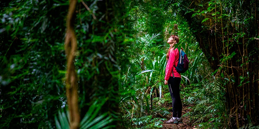 Kvinder udforsker Lamington Nationalpark i Australien