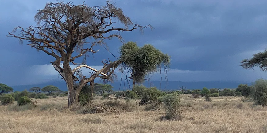 Dramatisk himmel i regnsæsonen i Amboseli i Kenya
