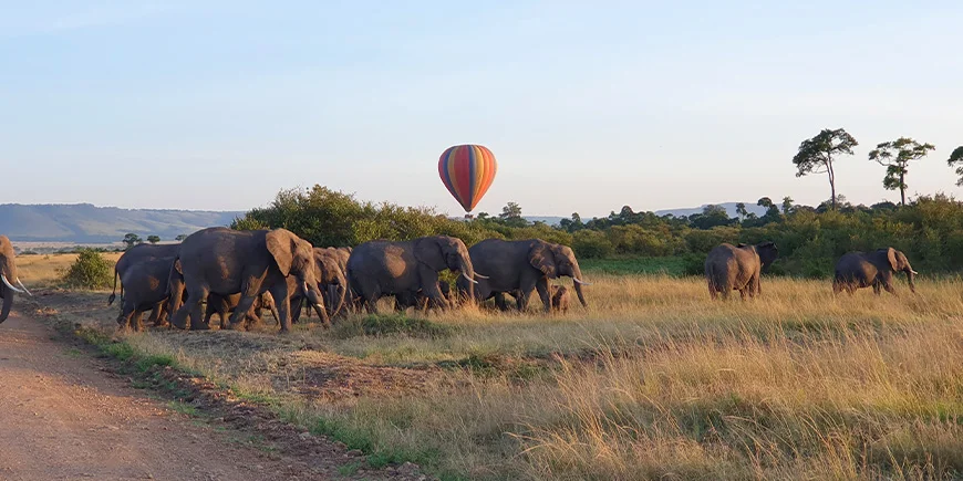 Elefantflok i Masai Mara i marts måned