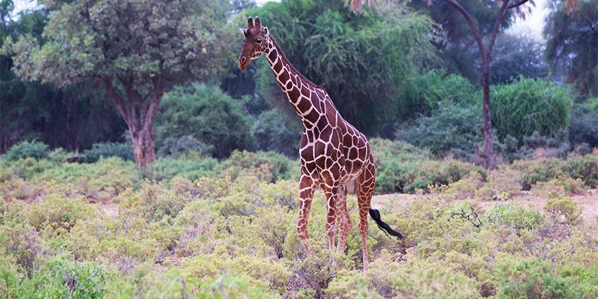 Giraf i Samburu Nationalpark i sommermånederne