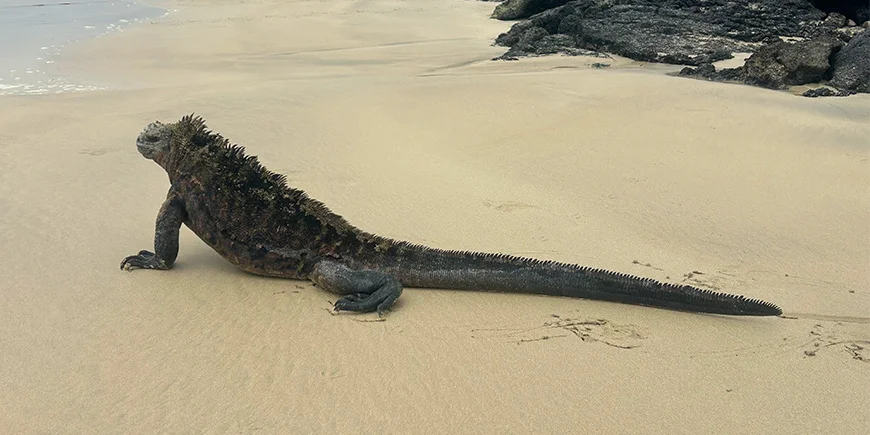 Leguan på Galapagosøerne
