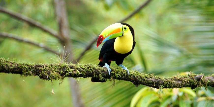 Kølnæbbet tukan i skoven i Costa Rica