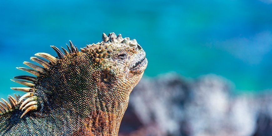 Havleguan nyder solen på Fernandina på Galapagosøerne