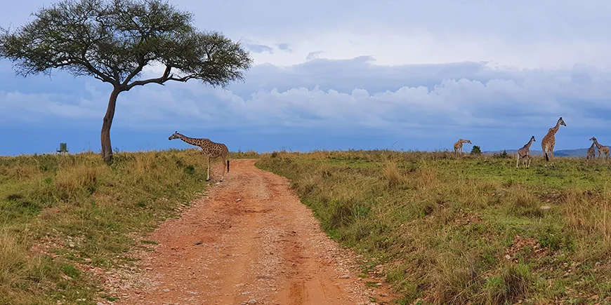 Giraffer på savannen i Masai Mara i november måned