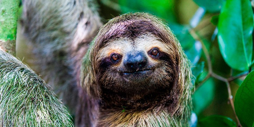 Dovendyr kigger direkte på kameraet i Manuel Antonio i Costa Rica