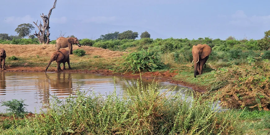 Elefanter ved sø i Tsavo East i februar måned