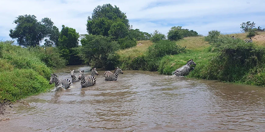 Zebra i flod i Masai Mara i regntiden