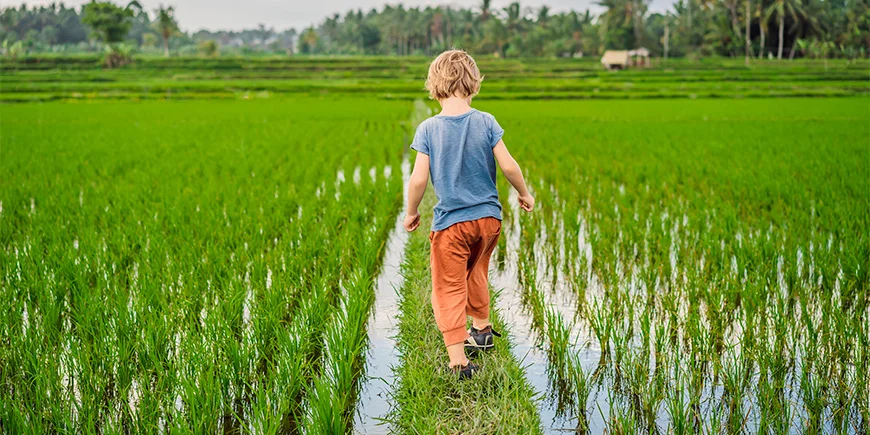 Dreng går i rismarker i Vietnam