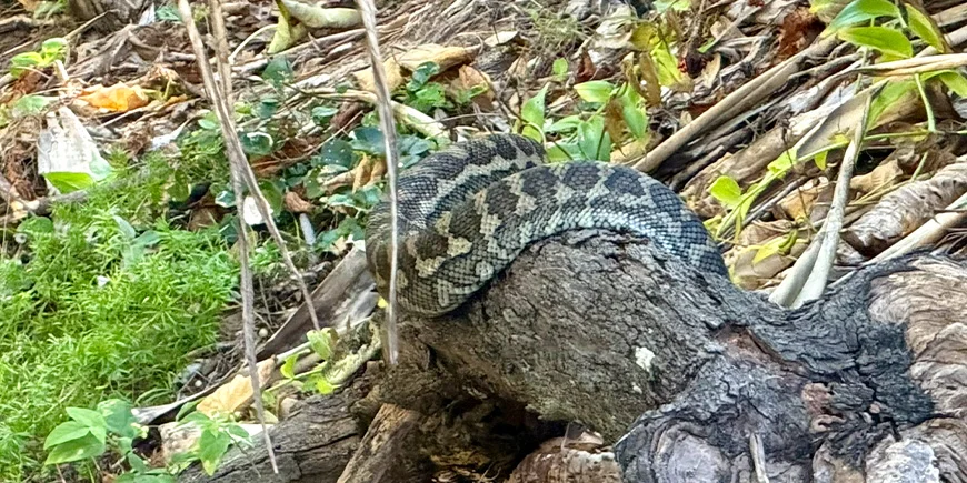 Tæppepyton i bushen på North Stradbroke Island i Australien