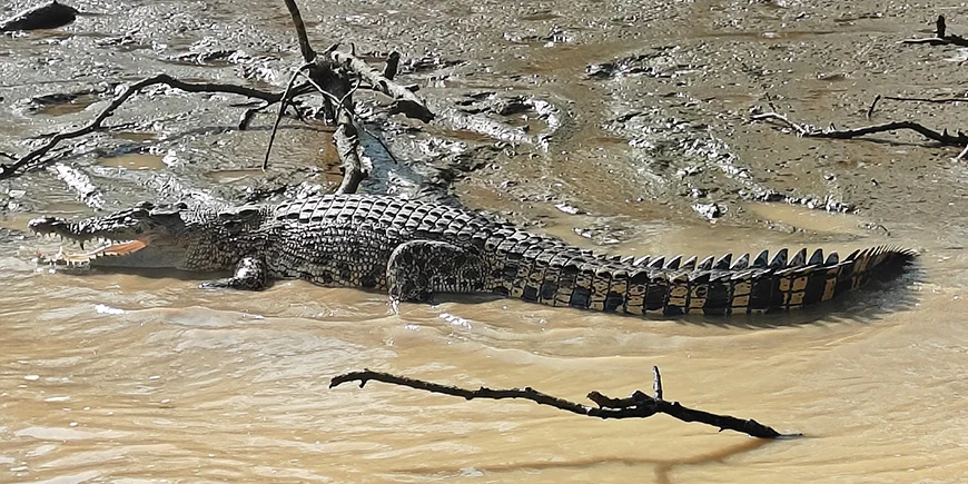 Krokodille på bredden af Kinabatangan-floden på Borneo