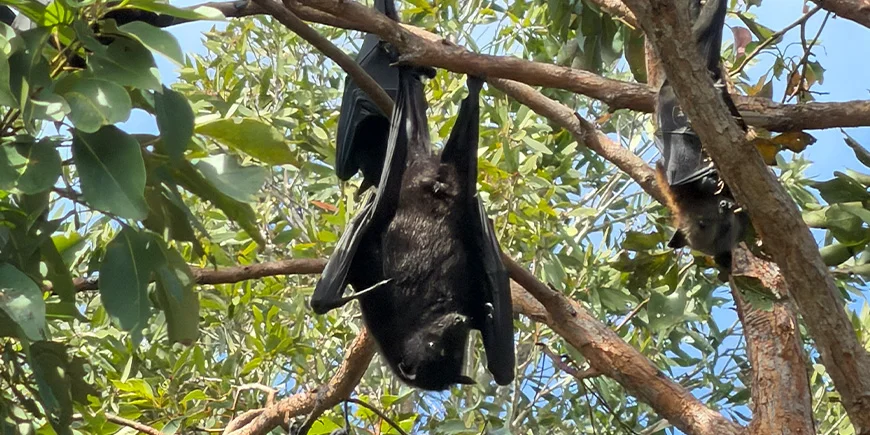 Kæmpe-flagermus (flying foxes) i træerne på North Stradbroke Island nær Brisbane