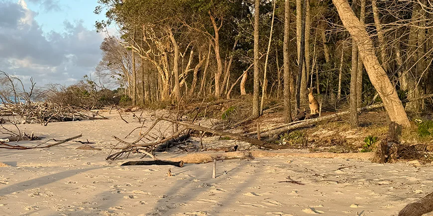Kænguru i solnedgangens skær på North Stradbroke Island i Australien