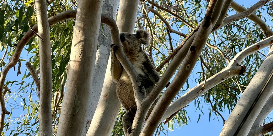 En koala i træet på North Stradbroke Island nær Brisbane i Australien