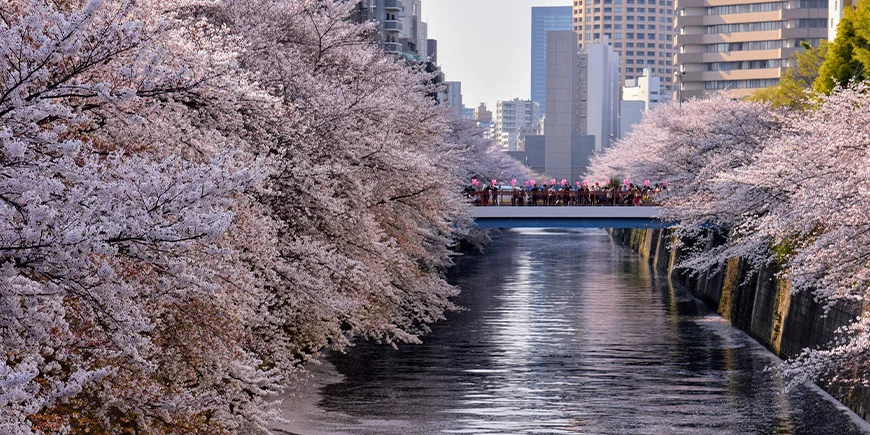 Kirsebærblomstring ved Meguro-floden i Tokyo