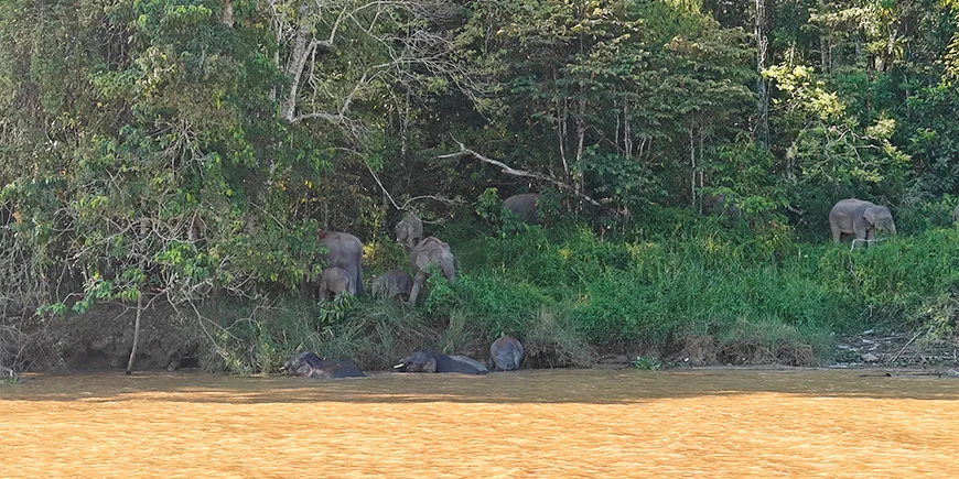 dværgelefanter ved Kinabatangan-floden på Borneo