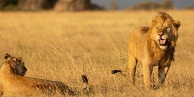 Løve og løvinde på Serengeti