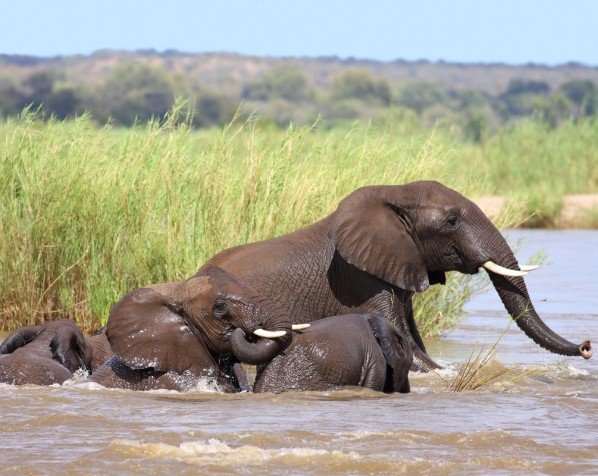 Elefanter der bader i en sø i Kruger Nationalpark