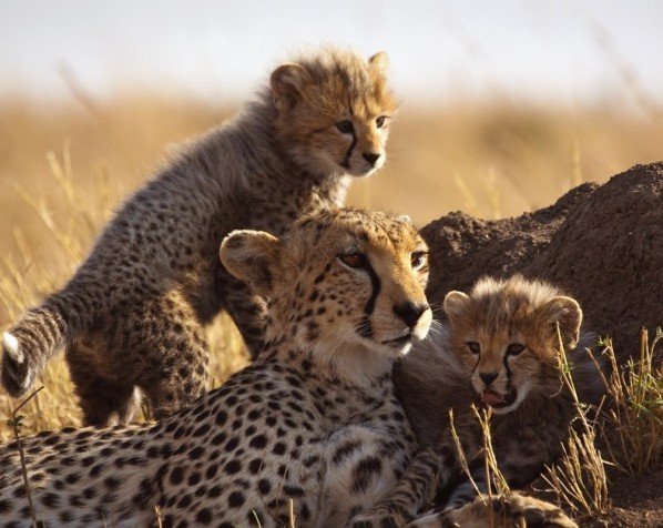 Safari i Serengeti