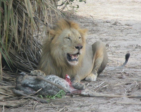 Hanløve med bytte i Kruger Nationalpark