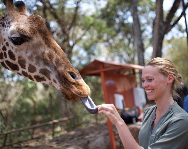 Kom tæt på girafferne på Giraffe Center
