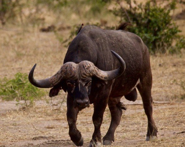 Bøffel i Kruger Nationalpark