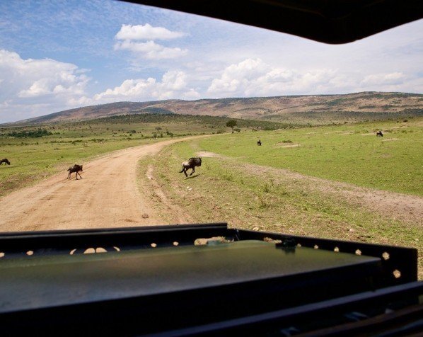 Udsigt fra safaribilen i Masai Mara