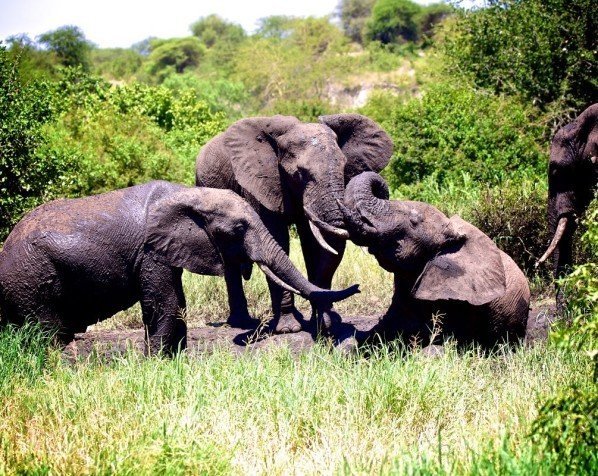 Elefanter i Tarangire Nationalpark