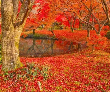 Koyo i Japan