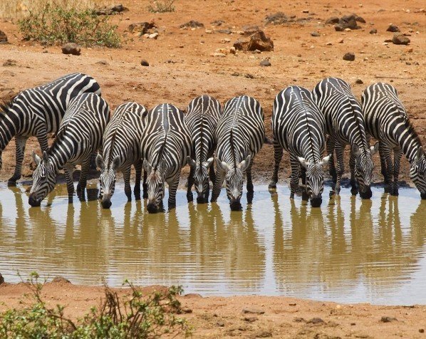 Drikkende zebraer i Tsavo West
