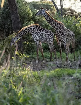 giraffer i grøn natur i Tanzania