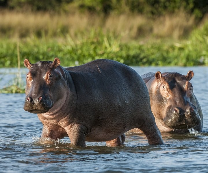 De 5 bedste safaridestinationer i Afrika