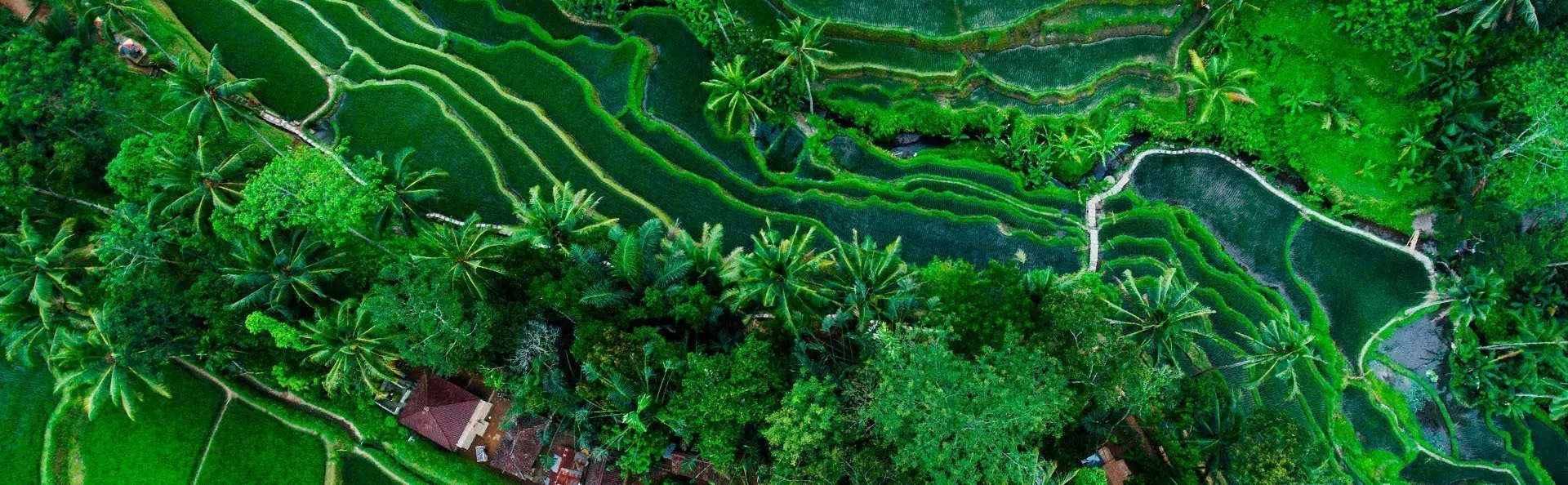 Tegallalang Rismark på Bali, Indonesien