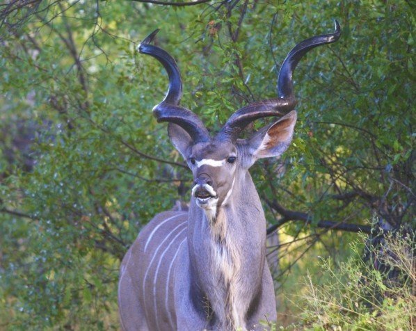 Kudu