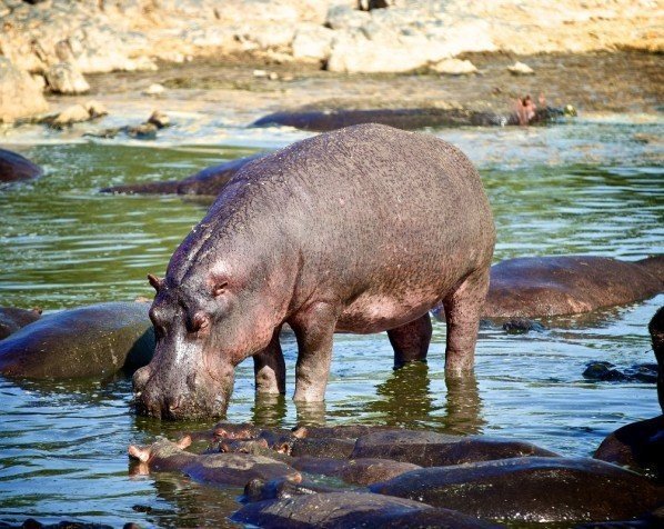 Hippo pool i Serengeti