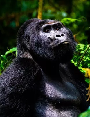 Gorilla i Bwindi Impenetrable Forest, Uganda