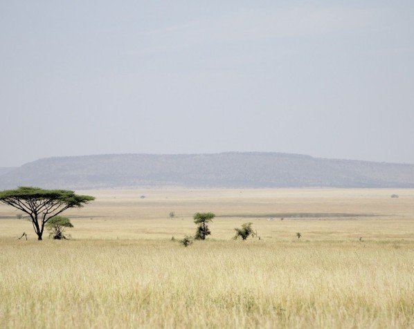 Serengeti