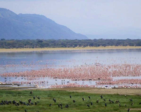 Flamingoer ved Lake Manyara
