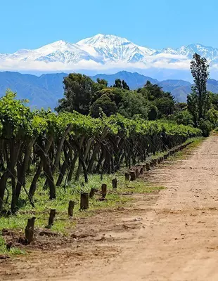Vinmarker i Mendoza, vinregionen i Argentina