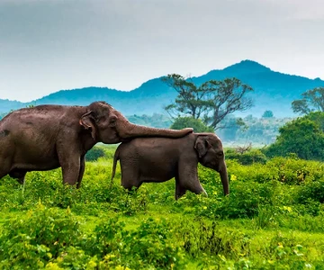 Sri Lanka