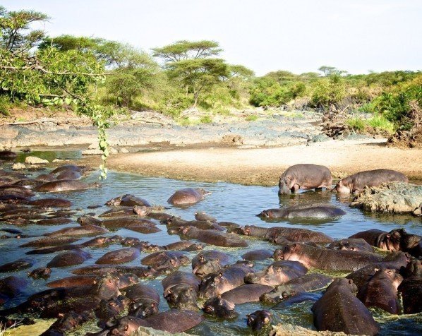 Hippo pool i Serengeti